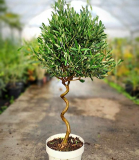 Olea europaea spiral